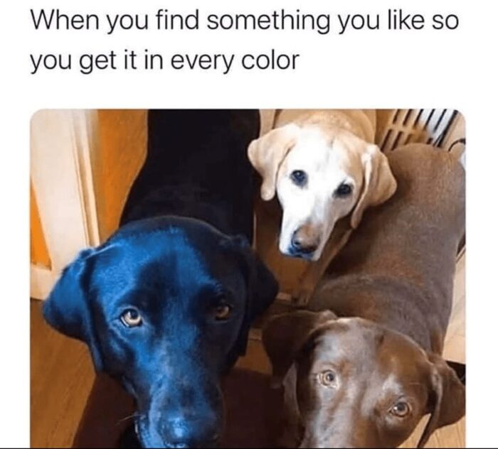 Three Labradors in black, yellow, and brown sitting together in a cute, playful moment.
