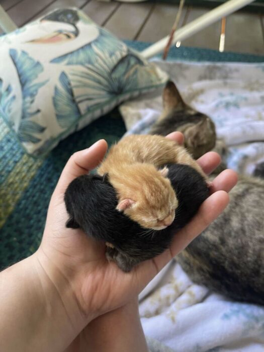 Two tiny kittens cradled in hand with protective mother cat nearby.