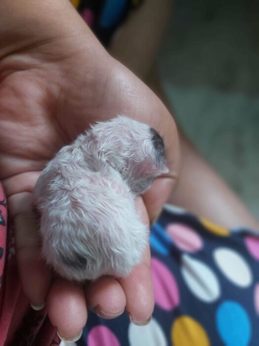 Tiny newborn animal cradled in caring human hand, showcasing tenderness and fragile vulnerability.
