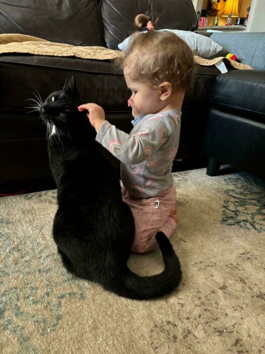 Toddler gently pets black cat in cozy living room with warm blankets and cushions.