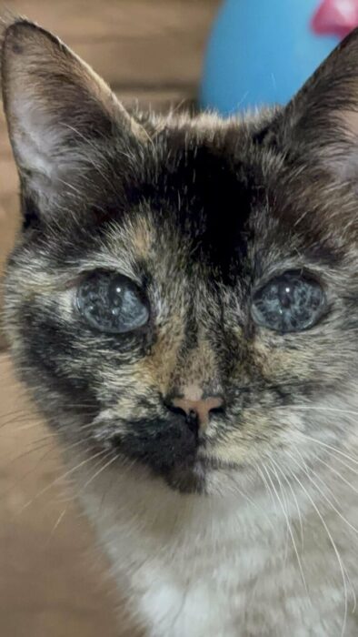 Close-up of tortoiseshell cat with striking blue-gray eyes and soft fur.