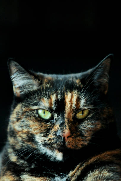 Tortoiseshell cat close-up showing green eyes and detailed colorful fur pattern.