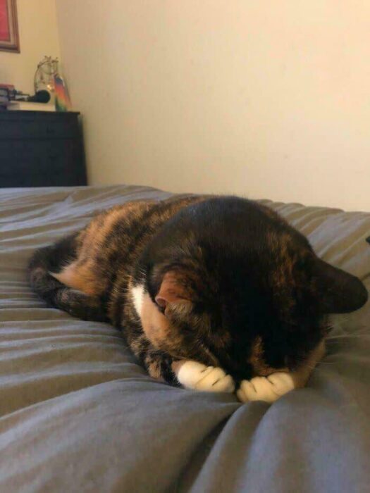 Tortoiseshell cat peacefully sleeping on cozy gray bedding in a tranquil bedroom scene.