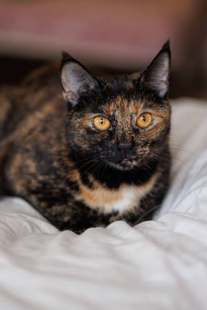 Tortoiseshell cat resting on cozy bed with striking amber eyes and soft, multicolored fur.