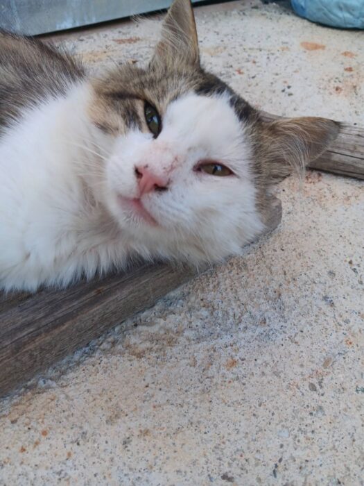 Relaxed tricolor cat with green and brown eyes lounging on outdoor concrete surface.