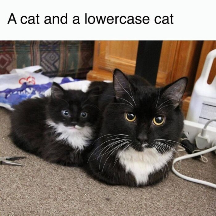 Cute black and white cat and kitten cuddling indoors with cozy home decor.