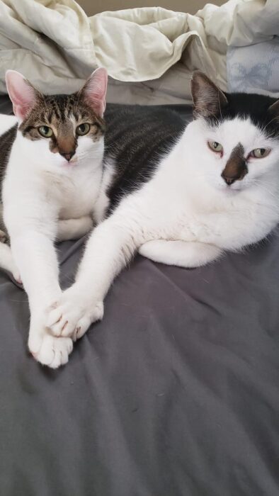 Two adorable cats cuddling and holding paws on a cozy gray bed.