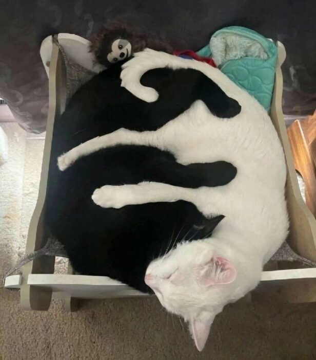 Two cats cuddling together in a cozy pet bed, showcasing black and white contrast and feline harmony.