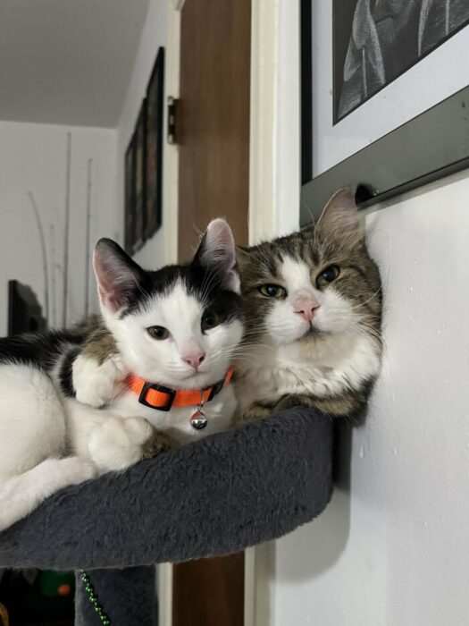Two cozy cats resting together on a soft gray cat perch indoors.