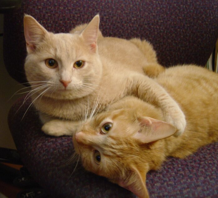Two cozy cats cuddling on a plush purple chair in a warm home setting.