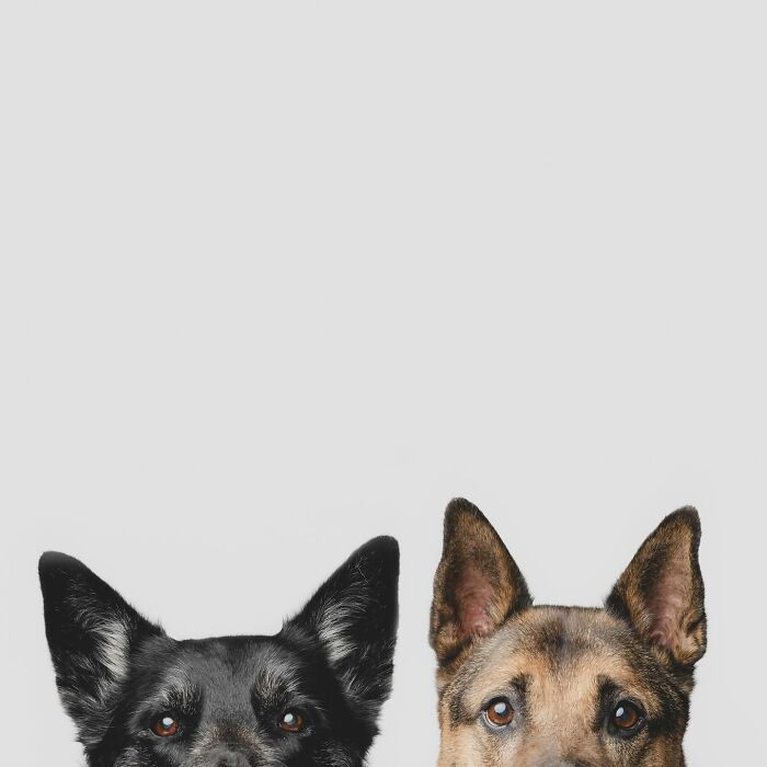 Two curious dogs, black and brown, close-up portrait on neutral background.