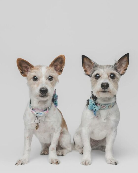 Two small dogs wearing colorful collars sitting together on a light gray background.