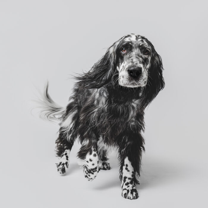 Playful black and white dog in motion with wavy fur on gray background.