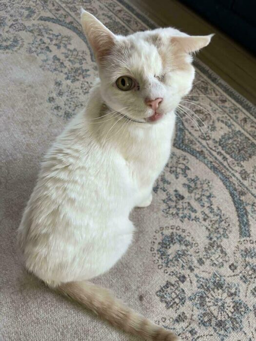 White cat with one green eye sitting on a Persian-patterned rug indoors.