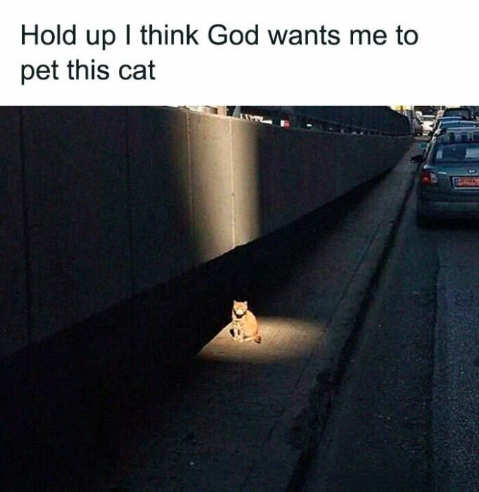 Urban cat illuminated by street light, relaxing on city sidewalk near parked cars.