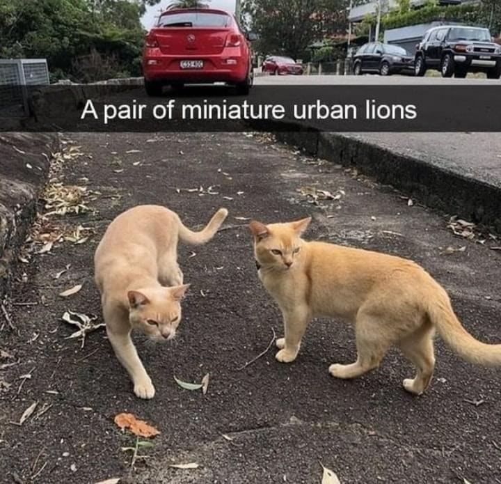 Two curious ginger cats walking on a city street with overgrown nature, resembling tiny urban lions.