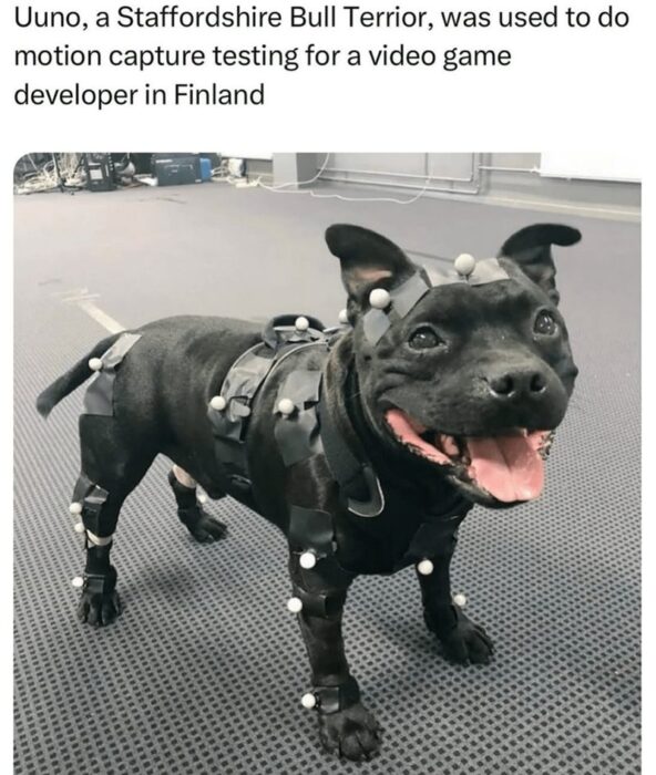 Cheerful Staffordshire Bull Terrier Uuno in motion capture studio with tracking markers for video game development.