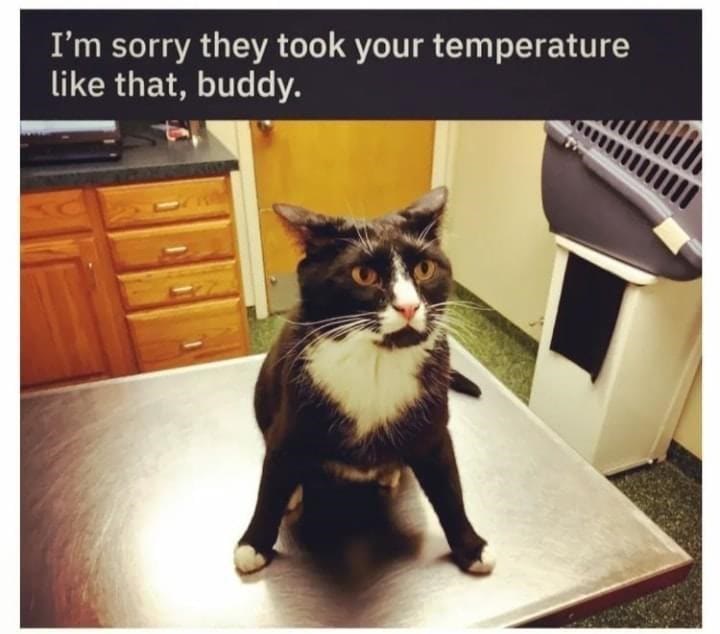 Humorous cats surprised expression during veterinary temperature check, showcasing pet health and veterinary visit humor.
