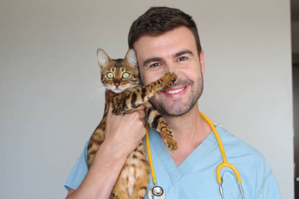 Smiling veterinarian holding a playful Bengal cat with stethoscope in clinic.