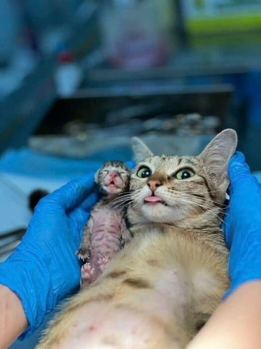 Mother cat cuddling newborn kitten during veterinary care in a clinical veterinary environment.