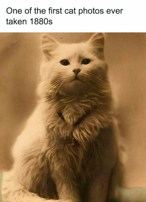 Vintage 1880s white fluffy cat portrait with bell collar in sepia tones.