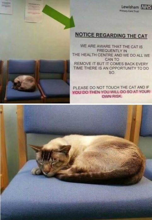 Friendly cat sleeping in a health center waiting area with humorous notice about its persistence.