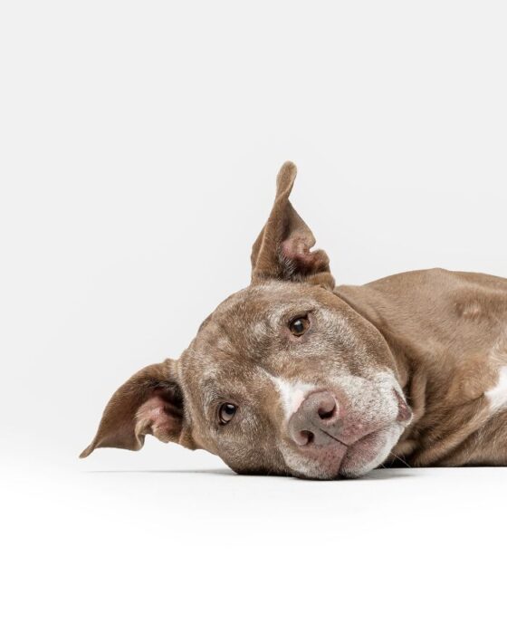 Relaxed gray pit bull lying down with attentive expression on white background.
