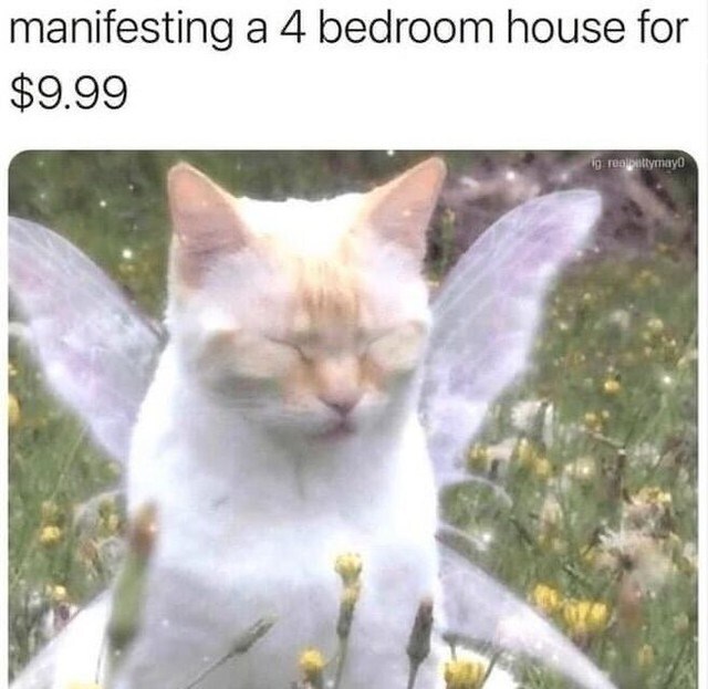 Cute fairy-winged cat in a meadow with humorous manifestation of a four-bedroom house.