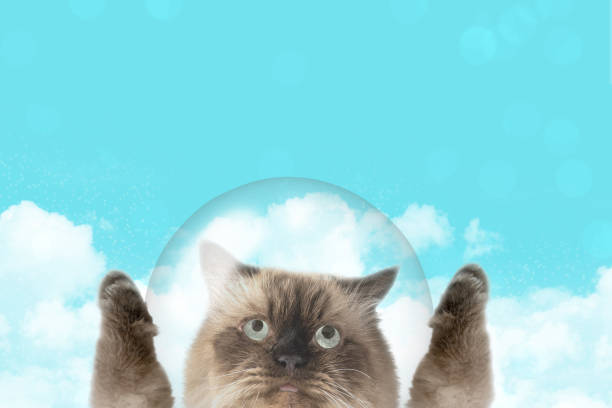 Playful cat inside a transparent bubble against a cheerful blue sky with clouds.