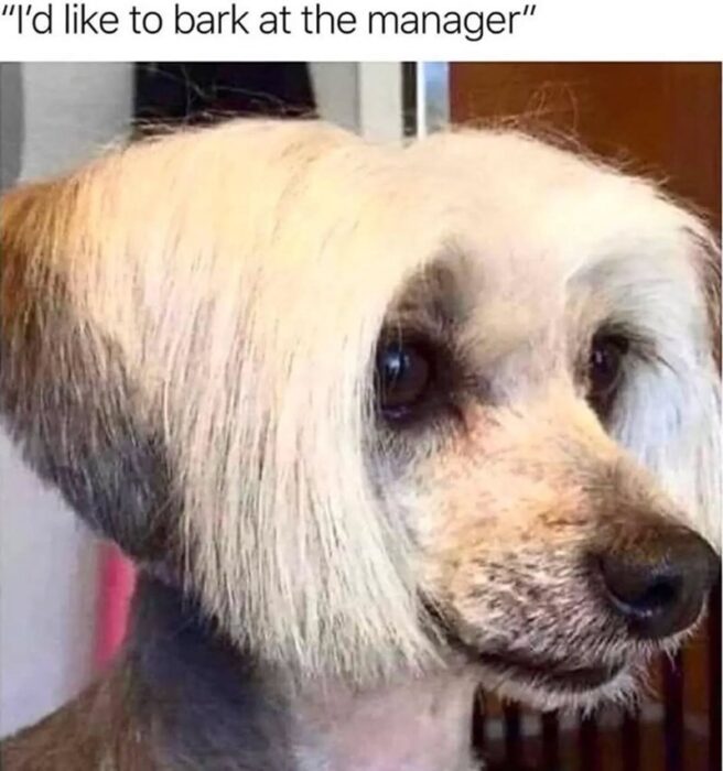 Cute dog with stylish haircut and humorous expression, resembling a human hairstyle in a home setting.