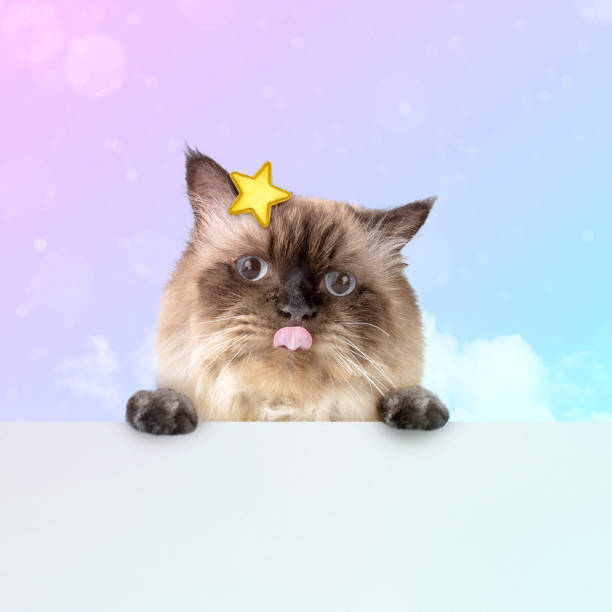 Cute fluffy Himalayan cat with star headband and playful expression in dreamy pink-purple background.
