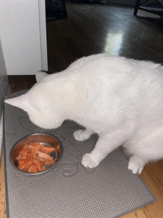 White cat eating salmon from bowl on cozy wooden floor.