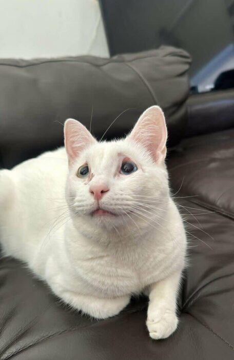 White cat with heterochromatic eyes relaxing on dark leather couch.