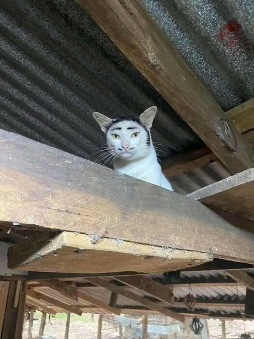Curious white farm cat with unique facial markings sitting on rustic wooden beam.