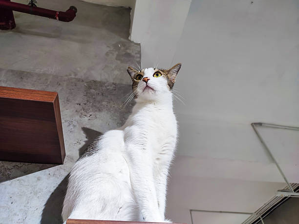 Elegant white cat with golden eyes perched on wooden ledge in modern urban interior.