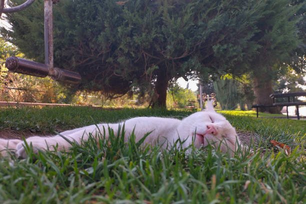 White cat relaxing peacefully on green grass in sunlit park with lush trees.