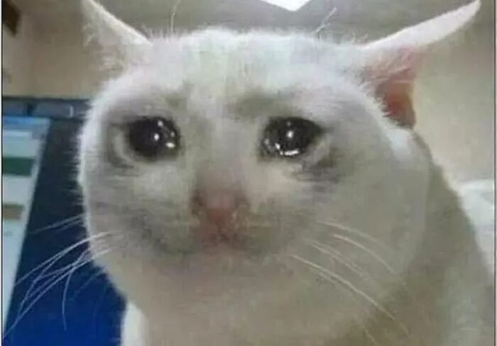 White cat with tearful eyes showing emotional, sad, and expressive feline face.