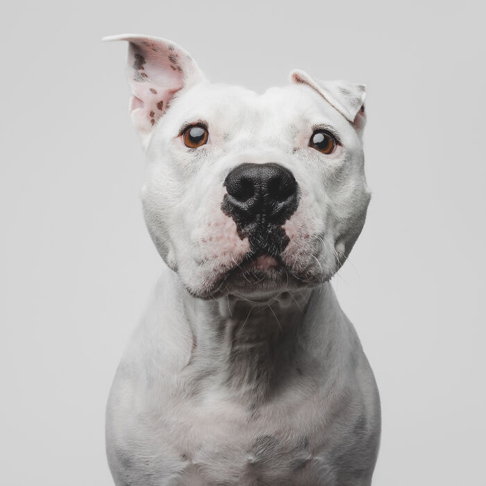 White dog close-up portrait showing loyalty, strength, and gentle soulful expression.