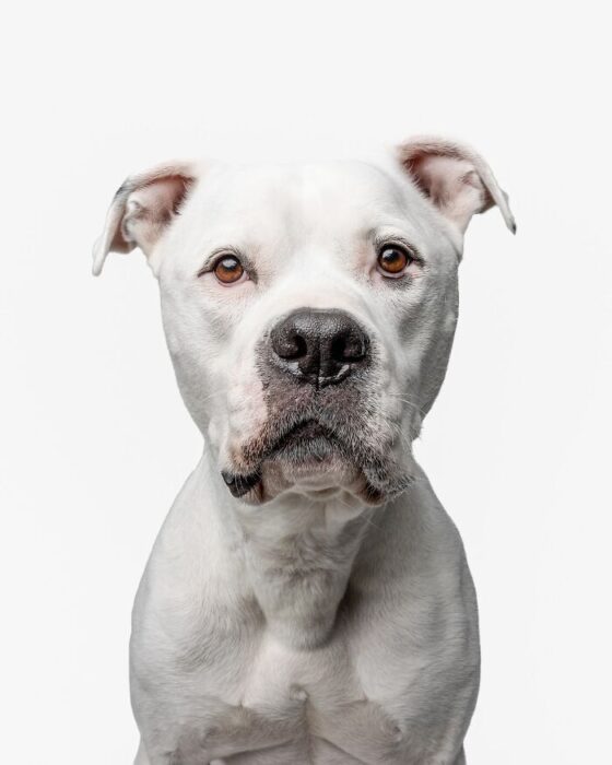 White Bull-Type Dog Portrait with Amber Eyes and Strong, Muscular Features.
