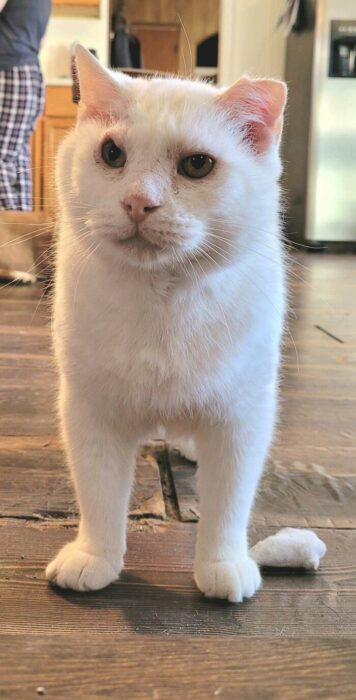 White cat with amber and dark eyes in cozy kitchen on rustic wooden floor.