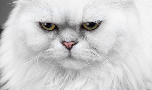 Close-up of a regal white Persian cat with striking yellow eyes and fluffy fur.