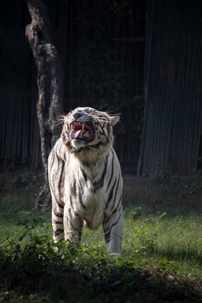 Majestic white tiger roaring in wild nature with striking black stripes and lush green background.