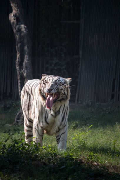 White tiger yawning in lush green habitat with blue eyes and striking black stripes.