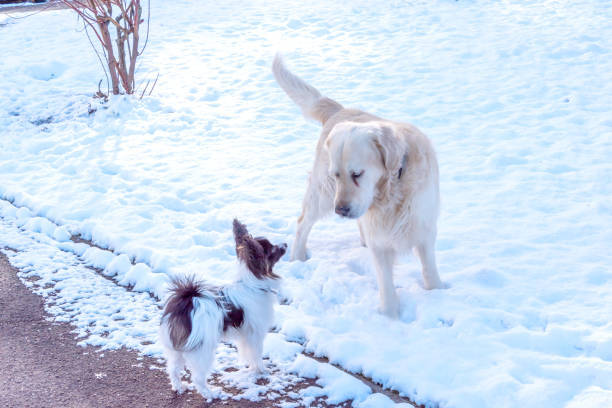 Cute dogs playing in snow on winter day with snowy landscape and winter nature.