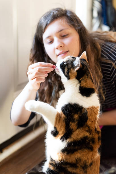 Young woman feeding playful calico cat on cozy indoor floor.
