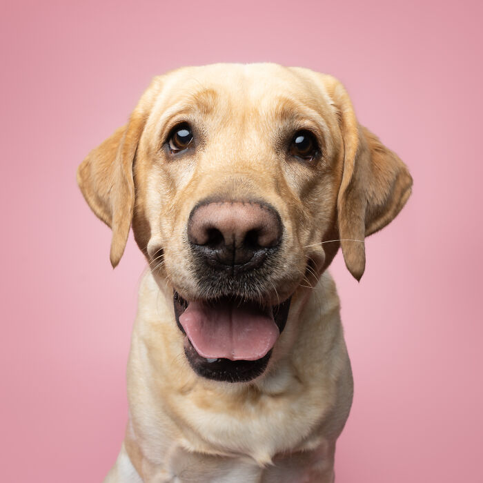 Friendly yellow Labrador Retriever dog with golden fur on a vibrant pink background.