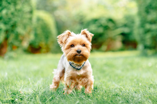 Cute Yorkshire Terrier puppy outdoors on a lush green lawn with sunlight and vibrant garden background.