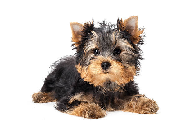 Cute Yorkshire Terrier puppy lying on white background, playful, fluffy, black and tan coat.