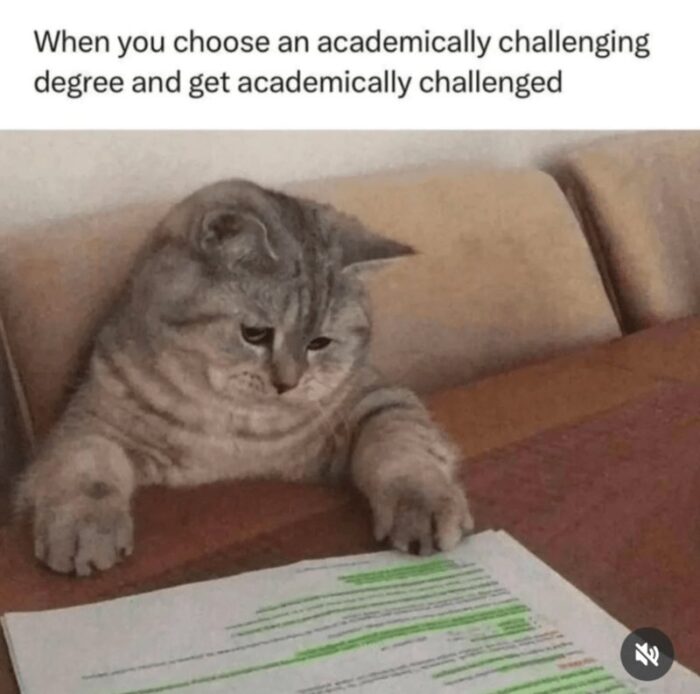Funny cat studying with highlighted notes, representing academic challenge and student frustration.