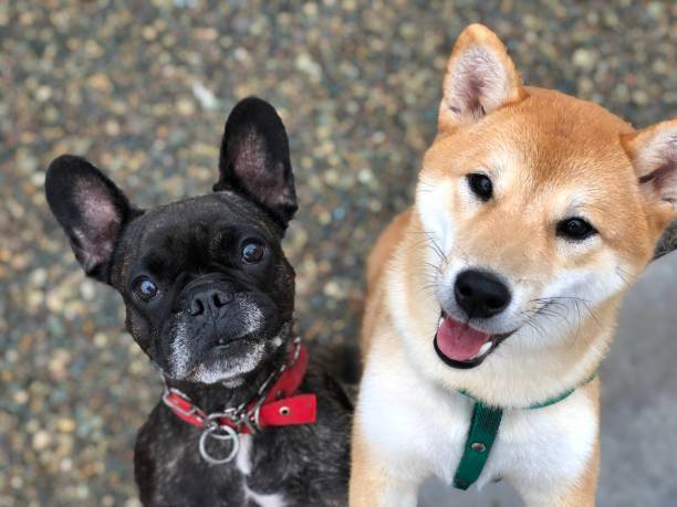 Cute French Bulldog and Shiba Inu outdoors on pebbled ground.